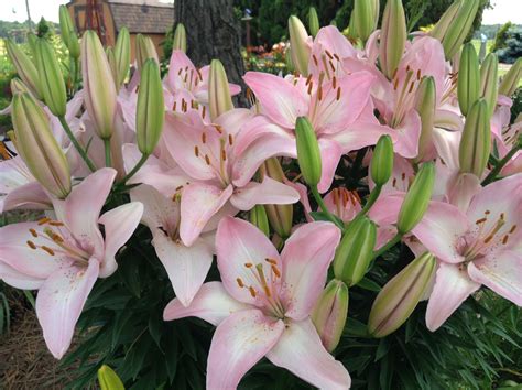 Pink Asiatic Lilies | Asiatic lilies, My flower, Flower garden