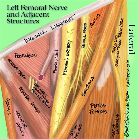 Pin on anatomy