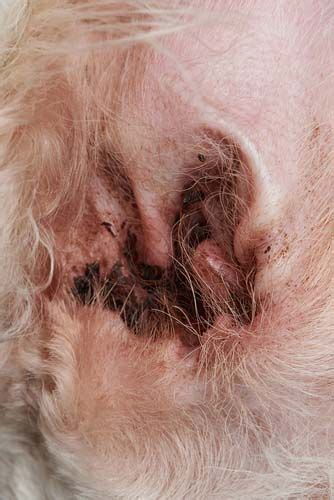 Dog Ears 101: How to Care for Them and Prevent Problems | Dog ear infection treatment, Dogs ears ...