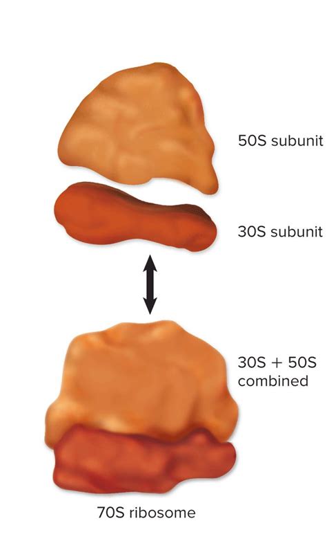 70S prokaryotic ribosomes | Prokaryotes, Protein synthesis, Biology