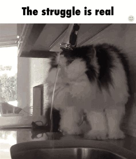 The Struggle Is Real Cats GIF - TheStruggleIsReal Cats - Discover ...