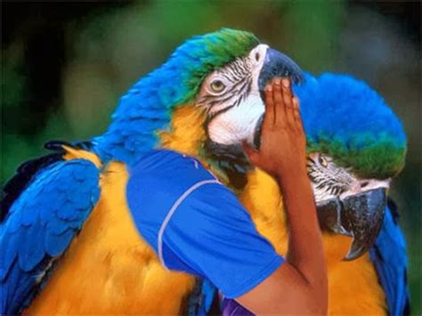 FuNtastiC: Funny Photoshopped birds ;0 (Part-1)