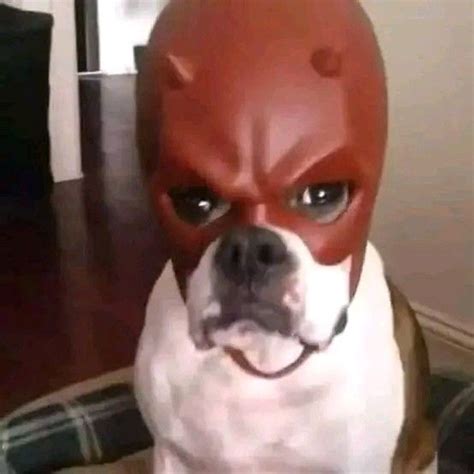 a dog wearing a red mask and looking at the camera with an evil look on its face