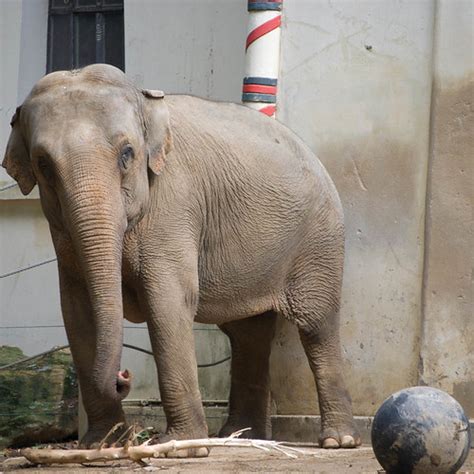 Elephant playing ball | Benoit Dupont | Flickr