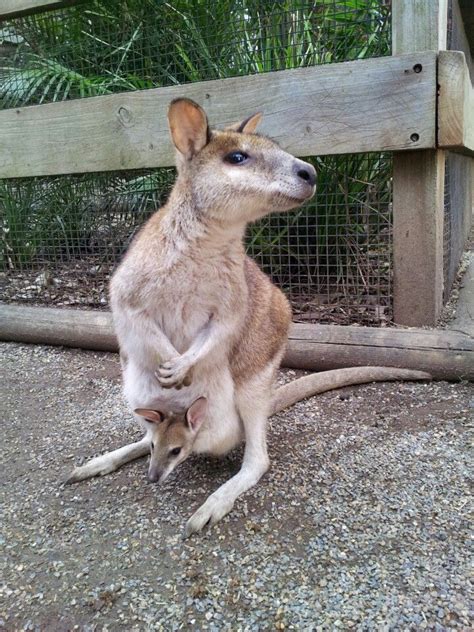 Featherdale Wildlife Park | Wildlife park, Baby animals, Animals