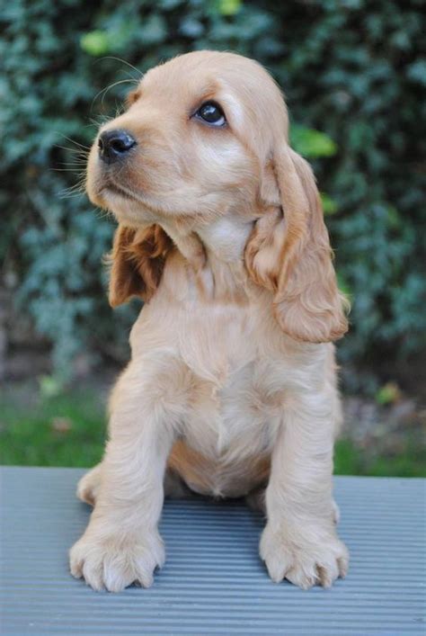 Cocker Spaniel Puppy Training