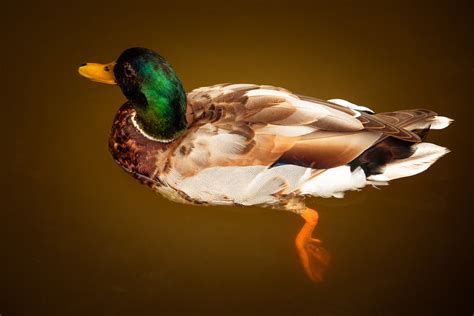 Duck Swimming Free Stock Photo - Public Domain Pictures