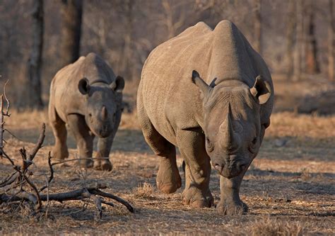 Westelijke zwarte neushoorn officieel uitgestorven | Foto | AD.nl