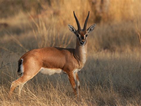 Chinkara Wildlife Sanctuary – Wildlife of Pakistan