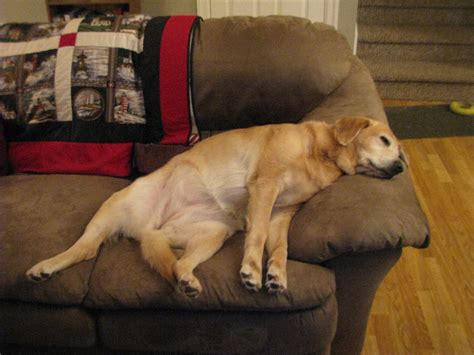 15 Dogs Who Are Complete Couch Potatoes