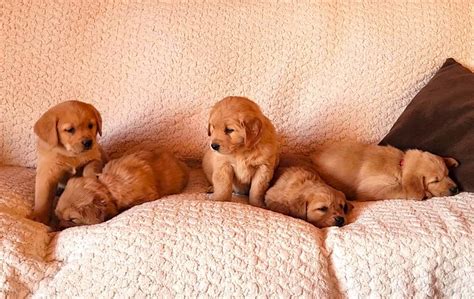 Golden Retriever Lab Puppies | Dogs & Puppies for Rehoming | Edmonton | Kijiji