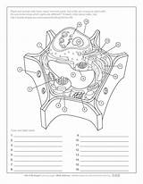 Plant Cell Anatomy Coloring Page Learn Parts sketch template