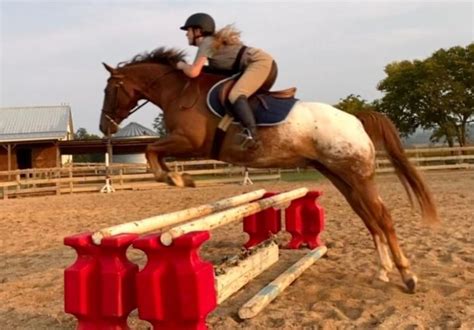 How to Jump a Horse (Easy Beginner Guide)