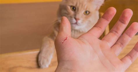 Fun Info About How To Cure Cat Scratch Disease - Dugdrive82