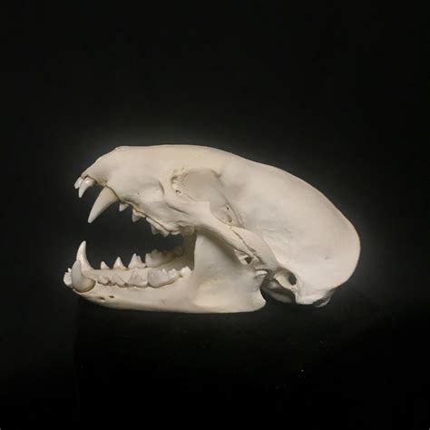 Vervet Monkey skull, Male, real bone | nātür – Museum quality insects, butterflies and natural ...