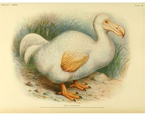 White Dodo Illustration, Antique Dodo Bird Painting, Extinct Bird Print, Extinct Animals ...