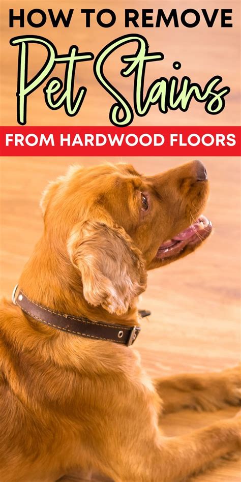 The Best Way to Get Rid of Dog Smell & Stains: Hardwood Floors, Carpet, and Furniture | Pet ...