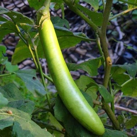 Eggplant Seeds, Green, Vegetable Seeds#043 – Mays Garden Seed