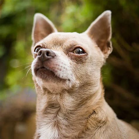 Discover The Best Chihuahua Mix Breeds Today! - The Chihuahua Guide