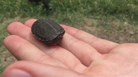 Caught the SMALLEST TURTLE Ever!! - YouTube