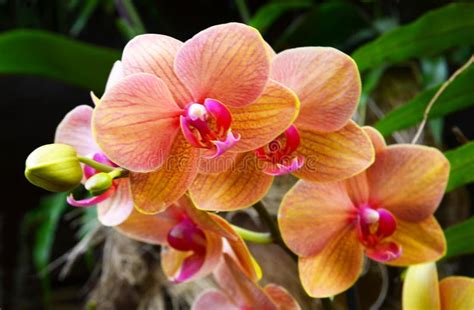 Phalaenopsis Orchid with Orange Flowers Growing in the Garden of Tenerife,Canary Islands,Spain ...