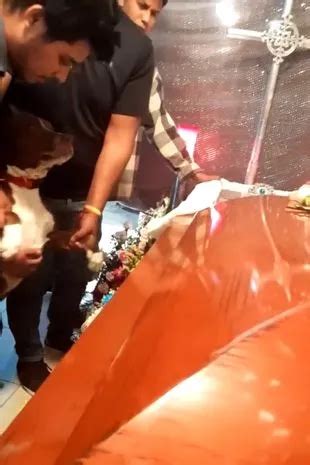 Heartbreaking moment mourning dog pays final respects to owner at funeral-Duy | Amalito