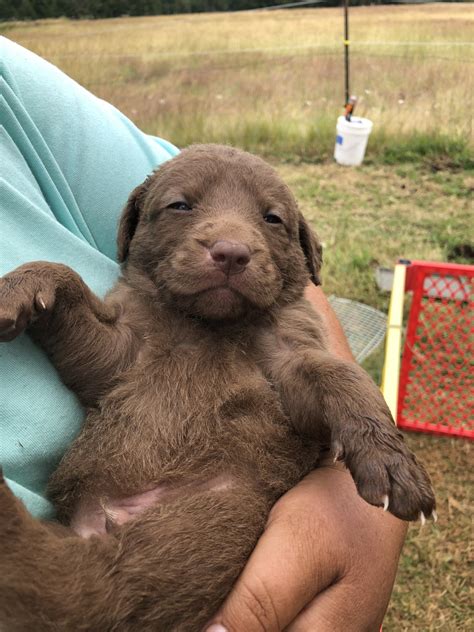 Chesapeake Bay Retriever Puppies For Sale | Colton, OR #303461