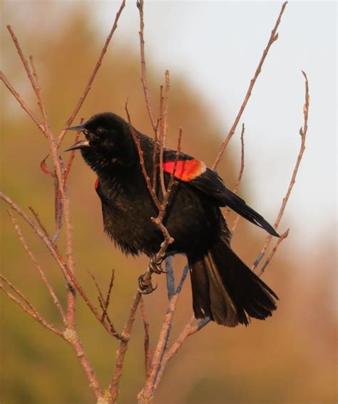 Red-winged blackbird | Season Watch