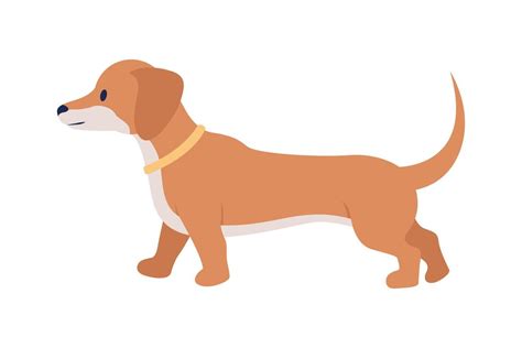 Dachshund semi flat color vector character. Editable figure. Full sized animal on white ...