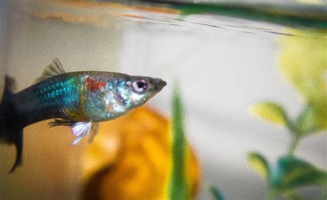 Best Information About Guppy Genetics ( Basic Tips & Guide )