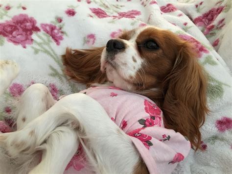 resting after her surgery, she is still adorable | Cavalier king ...