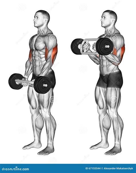 Exercising. Olympic Tricep Bar Hammer Curls Stock Illustration - Illustration of tricep, slope ...