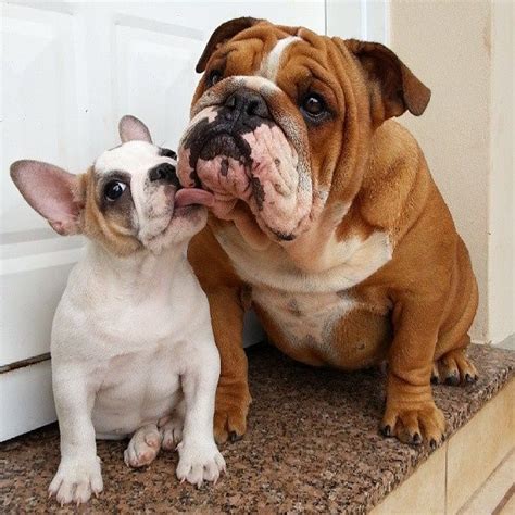 Top Frenchie Vs French Bulldog Check it out now | bulldogs