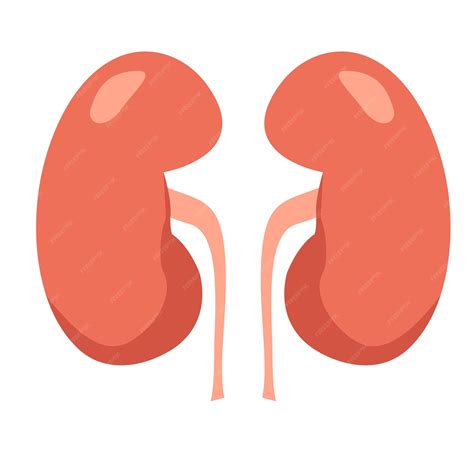 Premium Vector | Human kidneys Cartoon organ Vector illustration