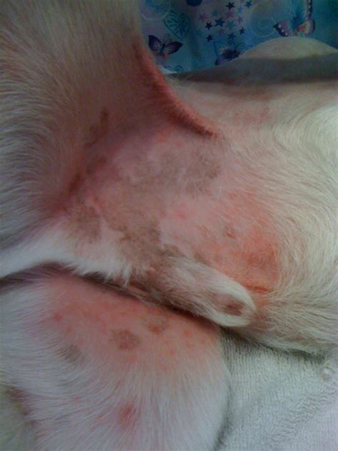 Dog Belly Skin Irritation at Charlotte Duffy blog