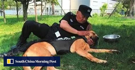 Bow wow! Retired Chinese police dogs spend their golden years in comfort thanks to kindly cop ...