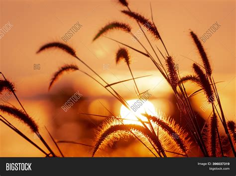 Meadow Grass Flower Image & Photo (Free Trial) | Bigstock