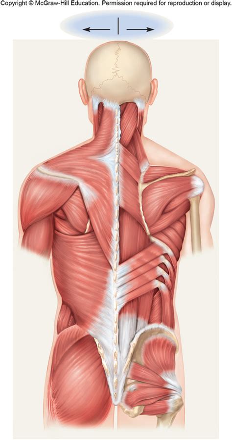 Body Muscle Names - Diagram Of Body Muscles And Names : Pin on Exercise ...