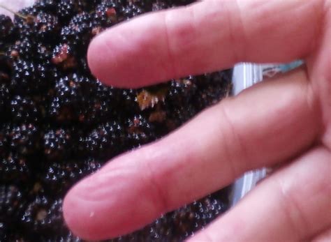 Mini Homestead News: Blackberry season is here and a recipe for cobbler!