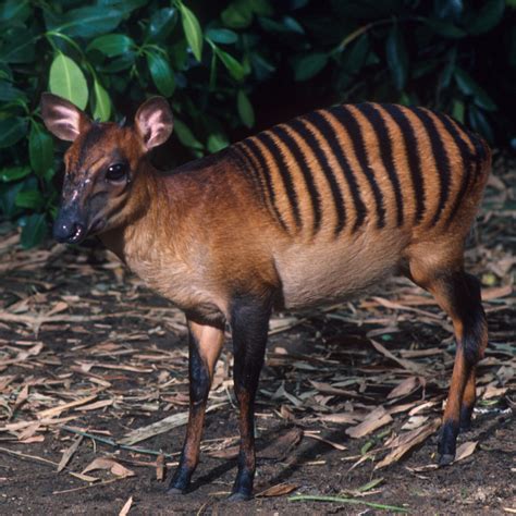 Zebra Duiker (Cephalophus zebra) : r/AIDKE