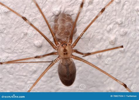 Long bodied cellar spider bite humans - fertcraze