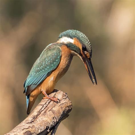 Common kingfisher (Alcedo atthis)