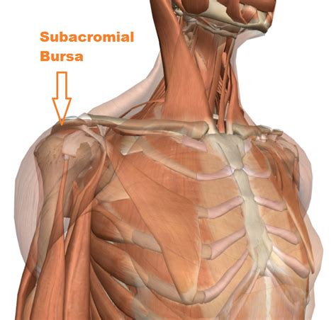 Subacromial Bursa Anatomy