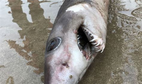 Crocodile shark spotted on Devon beach for first time in history ...