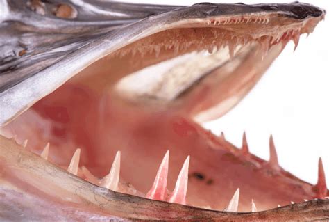 Northern Pike Teeth: Facts and Pictures Plus How to Handle