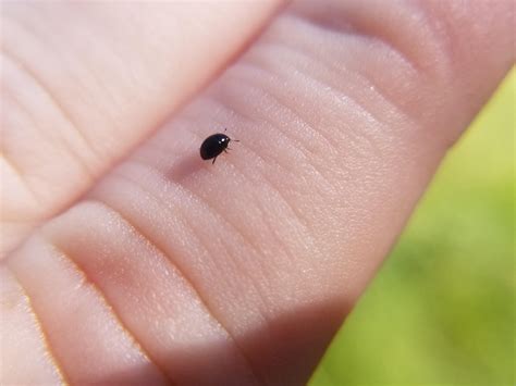 [Oregon] Small enough to be a carpet beetle, but I think it's too shiny and rounded. It reminds ...