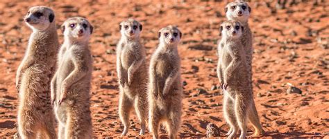 #1 Kalahari Desert Destinations | Amity Adventure & Tours