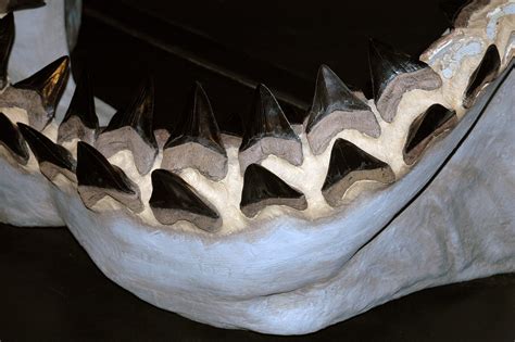 Carcharodon megalodon fossil shark jaw (reconstruction) (l… | Flickr