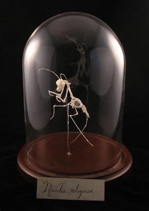 Mantis endoskeleton by judith g. klausner (With images) | The bell jar ...