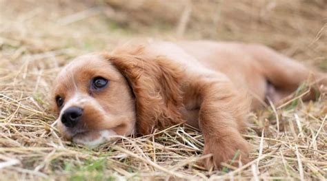 Cocker Spaniel Mix Puppies